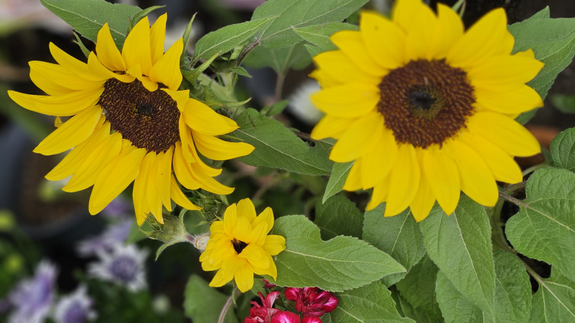 17081b068e4eca73c6bf93fd68eb40c2_1779829839_9581.jpg